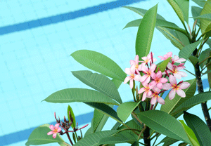 Four Tips For How To Deal With Pollen in Your Pool This SpringImage