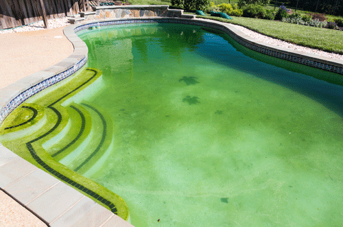 Pool Algae Guide: How to Identify, Treat, and Prevent Every Type of Pool AlgaeImage